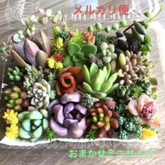 多肉植物♡おまかせ韓国苗セダム詰め合せ♡ちまちま寄せ植えカット苗セットm