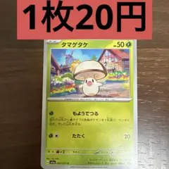 タマゲタケ 1枚