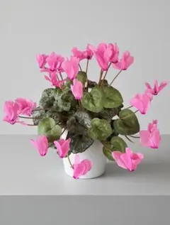 シクラメンの種 ピンク 鉢植えのサムネイル