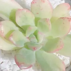 大人気❀ 多肉植物　韓国苗　ミニベル錦　極美苗❀