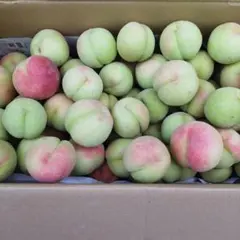 若桃 20個以上 箱込み7kg - メルカリ