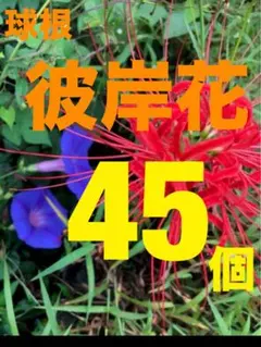 彼岸花　赤色　中〜サイズ　　40個　プラス5個のサムネイル