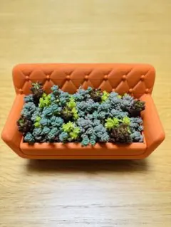 2026年最新】そのまま飾れる多肉植物 寄せ植えの人気アイテム - メルカリ