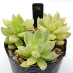 38.黄麗錦 カット苗 多肉植物のサムネイル