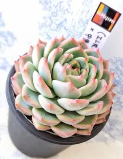 2025年最新】中里リンゼアナの人気アイテム - メルカリ