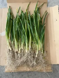 2026年最新】タマネギ苗の人気アイテム - メルカリ