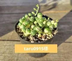 ⭐斑入りグリーンネックレス⭐ ポットごと発送！紫＊速達付き