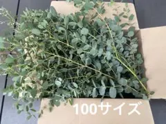 ☘️ユーカリ銀世界☆フレッシュリーフ☘️メルカリ便80→100サイズに