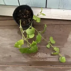 観葉植物　ホヤ　ヘンダウェンシス　ポットごとのサムネイル