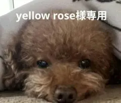 Item thumbnail for item 55489c85-6501-47cf-ab3e-90f6b441d1b5