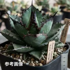 2026年最新】ブラックマンバ アガベの人気アイテム - メルカリ