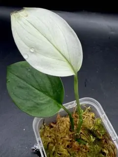 スキンダプサス　ホワイトモンスターのサムネイル