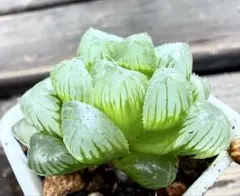 ハオルチア　オブツーサ