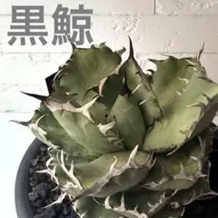 2026年最新】アガベの人気アイテム - メルカリ