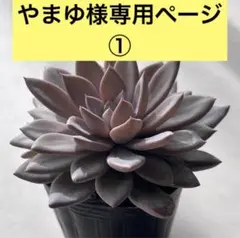 やまゆ様専用ページ①