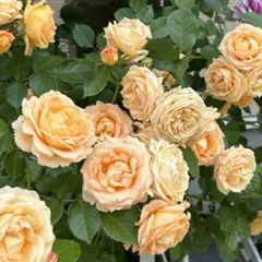 バラ苗 薔薇苗 オレンジバラ アプリコットバラ 挿木苗 - メルカリ