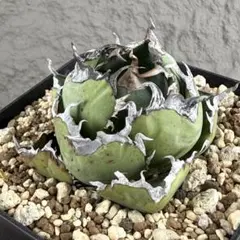 2025年最新】アガベ オアハカの人気アイテム - メルカリ