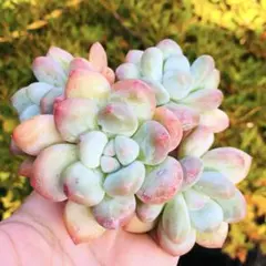 kuna koi様 リクエスト 10点 まとめ商品