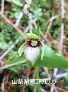 sekijee様 リクエスト 3点 まとめ商品