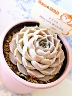 2026年最新】ファームパルクさん苗の人気アイテム - メルカリ