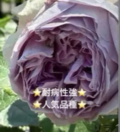 2026年最新】薔薇挿し木苗の人気アイテム - メルカリ