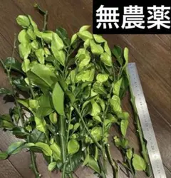 2026年最新】こぶみかんの葉の人気アイテム - メルカリ