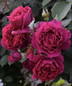 2025年最新】薔薇挿し木苗の人気アイテム - メルカリ