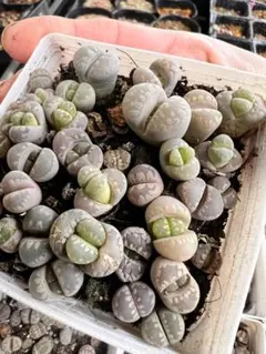 ＊PANPAN＊様 リクエスト 6点 まとめ商品