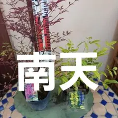 蒼月様ご依頼品 白加賀と南高 完熟やや手前 - メルカリ