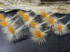 Item thumbnail for item 53d8fe1e-1b3d-4ea2-8382-11a0b9062043