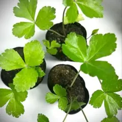アシタバ苗 2株セット｜丈夫で育てやすい健康野菜｜家庭菜園におすすめのサムネイル
