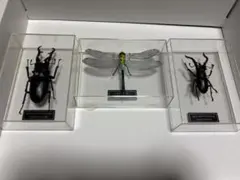 昆虫標本 3点　ギラファノコギリクワガタ　ギンヤンマ　ヘルマンミヤマクワガタのサムネイル