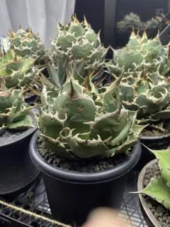 2025年最新】イラン アガベの人気アイテム - メルカリ