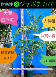 2026年最新】ジャボチカバの人気アイテム - メルカリ