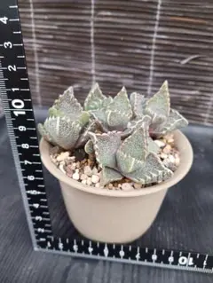 2026年最新】フォーカリアの人気アイテム - メルカリ