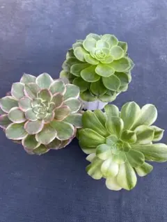 アエオニウム　3種セット　抜き苗　多肉植物