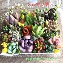 多肉植物♡おまかせ韓国苗セダム詰め合せ♡ちまちま寄せ植えカット苗セットi