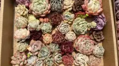 R*️様 Q0006　35株の大苗セット　カット苗　多肉　エケベリア　韓国苗　詰