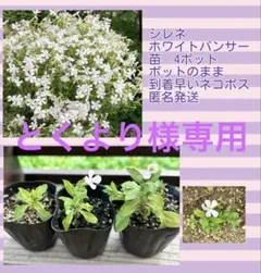 苗　シレネ ホワイトパンサー3苗　匿名発送　到着早いネコポス　ポットのまま