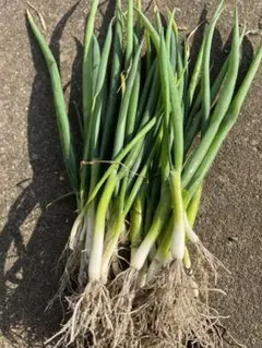 2026年最新】苗の人気アイテム - メルカリ