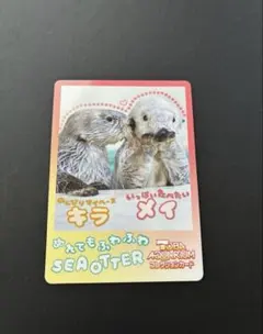 鳥羽水族館 コレクションカード ラッコ キラ メイ - メルカリ