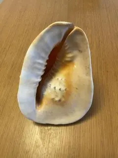 2026年最新】トウカムリの人気アイテム - メルカリ