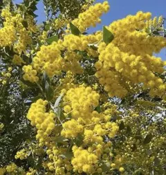 フレッシュ三角葉ミモザ　三角葉アカシア　シルバーリーフ　ネコポスサイズ