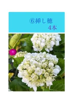 人気 白いアナベル 挿し穂4本セット アジサイ 挿し木用 - メルカリ