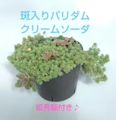 セダム クリームソーダ 抜き苗 多肉植物 斑入りパリダム