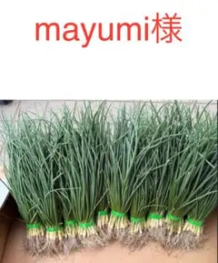 mayumi様専用　玉ねぎ苗ソニック30本とレッド30本