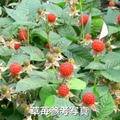 ⭐️⭐️木苺抜き苗(大株)1株⭐️⭐️草苺 クサイチゴ 野苺 ノイチゴ　木苺苗
