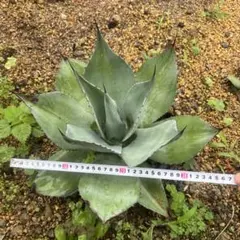 アガベ AGAVE オバティフォリア 中斑 パリー トランカータ 縞斑 - メルカリ