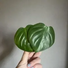 かん様 リクエスト 4点 まとめ商品