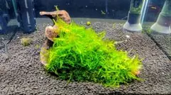 2026年最新】南米ウィローモスの人気アイテム - メルカリ